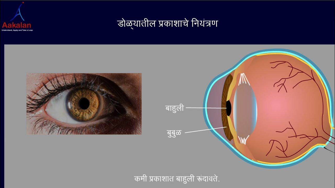 3. Lens shape (In Marathi) YouTube