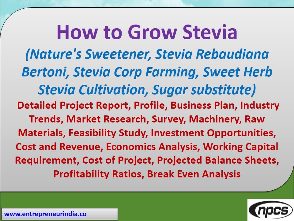 How to Grow Stevia (Stevia Rebaudiana Bertoni, Sweet Herb Stevia Cultivation, Sugar substitute