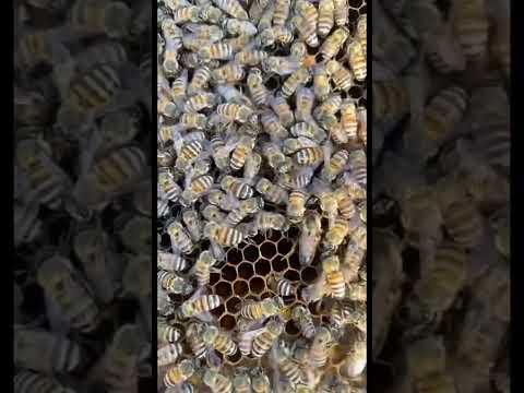 من علامات تلقيح الملكة