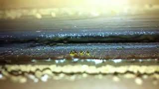 Plateau Pest Control Subterranean Termites underneath window seal