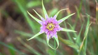 LA DEHESA DE LA VILLA EN PRIMAVERA