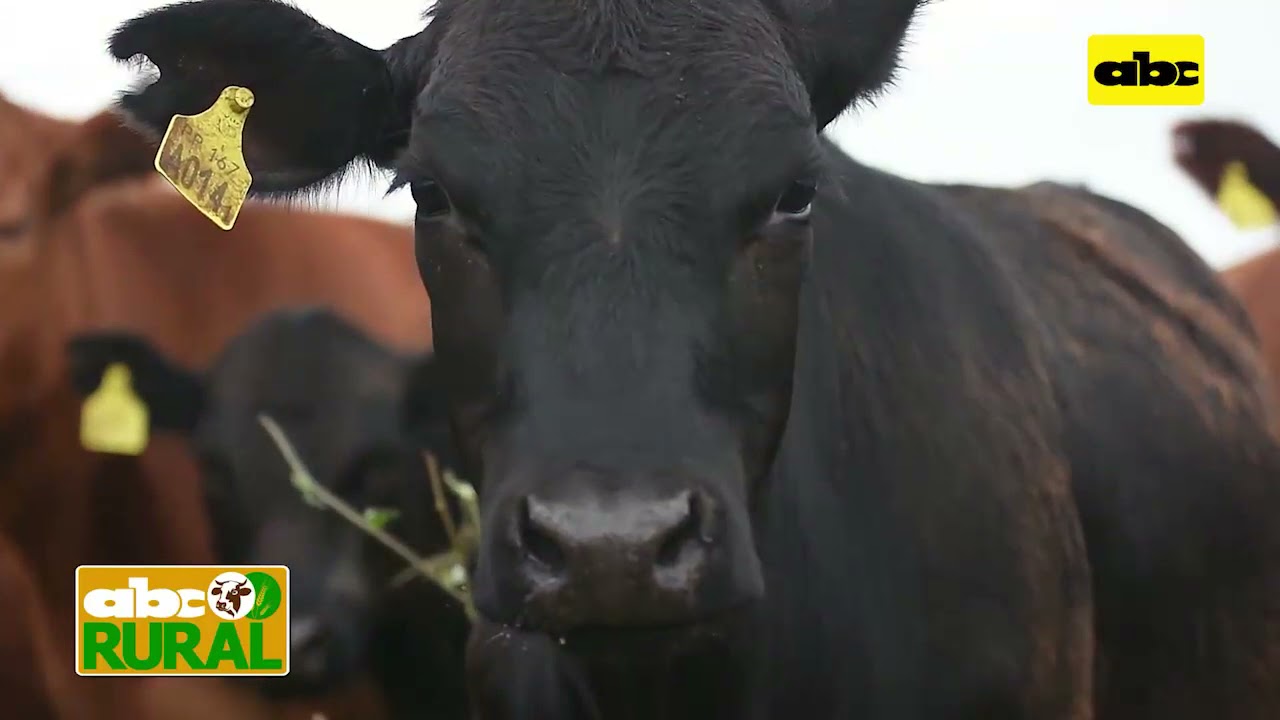Abc Rural ABC Rural: Argentina flexibiliza en algo la exportación - YouTube