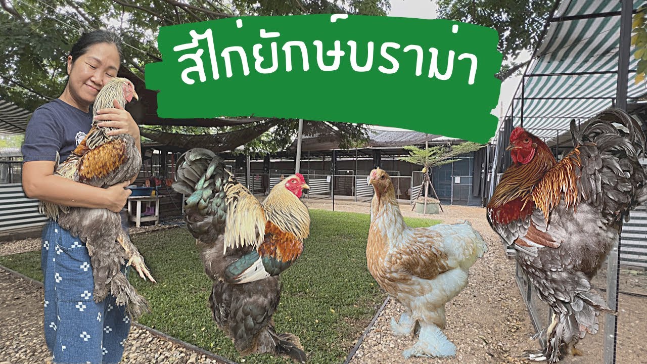 ไก่ยักษ์บราม่า ep แนะนำสีไก่บราม่า@kamraiminifarm1574