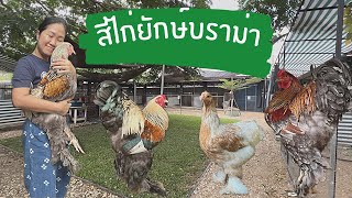 ไก่ยักษ์บราม่า ep แนะนำสีไก่บราม่า@kamraiminifarm1574