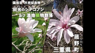 田光のシデコブシ及び湿地植物群落【国指定天然記念物　三重県菰野町】