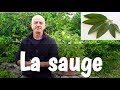 La sauge