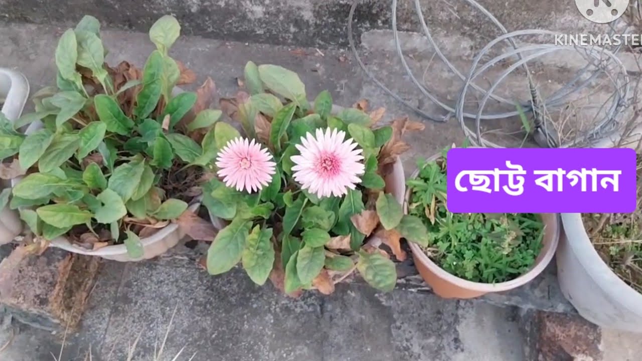 Suntanu আবার চলে গেলো ...... আমার ছাদের ছোট্ট বাগান......