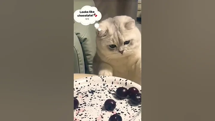 Watch the video about If it’s chocolate, it’s mine now! 😻🍫 #cat #catlover #cute #funny #shortsviral #viralcatvideos