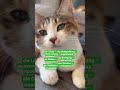 #deutsch #deutschlernen #cat #німеччина #ichlernedeutsch #deutschland #song #funny