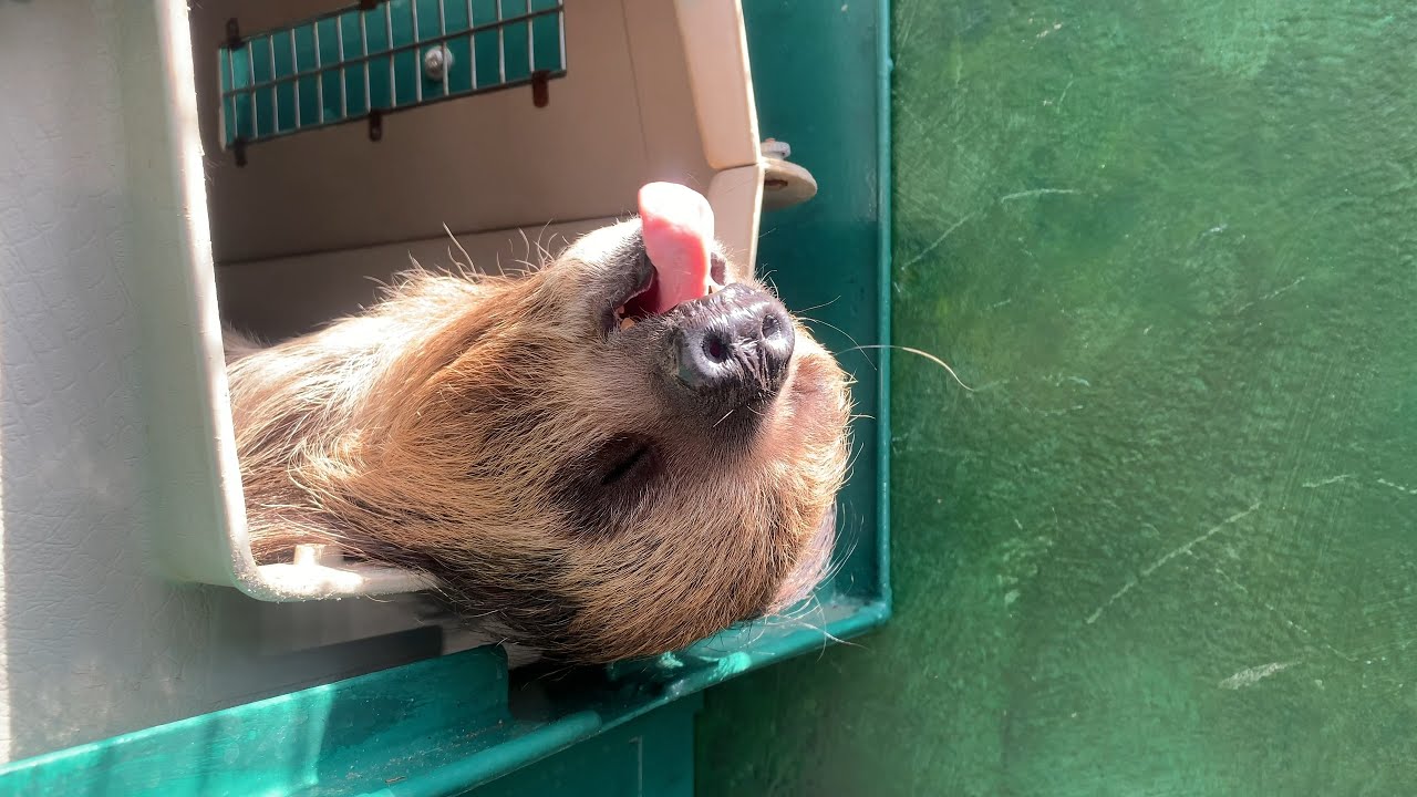 yawning sloth