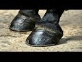 Cómo Tratar Caballos con Laminitis (Enfermedad de los cascos) - TvAgro por Juan Gonzalo Angel