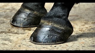 Cómo Tratar Caballos con Laminitis (Enfermedad de los cascos) - TvAgro por Juan Gonzalo Angel