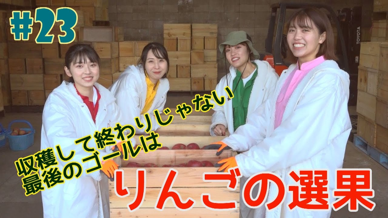#23『RINGOMUSUMEの産地直送 日本最高!!』りんごの選果編