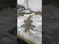 He Captures This Crocodile Using Electricity 