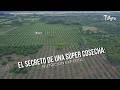 El secreto de una súper cosecha: Nutrición experta - TvAgro por Juan Gonzalo Angel