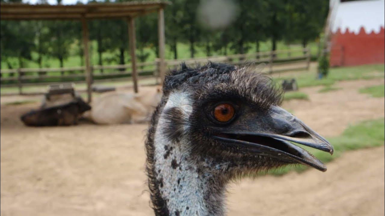 AMAZING EMU Sounds Effects! Video On The Sounds Australian Bird Emu