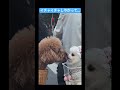 イチャイチャしてる犬にちょっかいかけてみたww