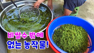 Download Lagu 인건비 생각하면, 비싸게 받아야 하는 농산물! 현실은... MP3 Download Lagu 인건비 생각하면, 비싸게 받아야 하는 농산물! 현실은... MP3