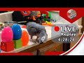 Einstein parrot live 4282024