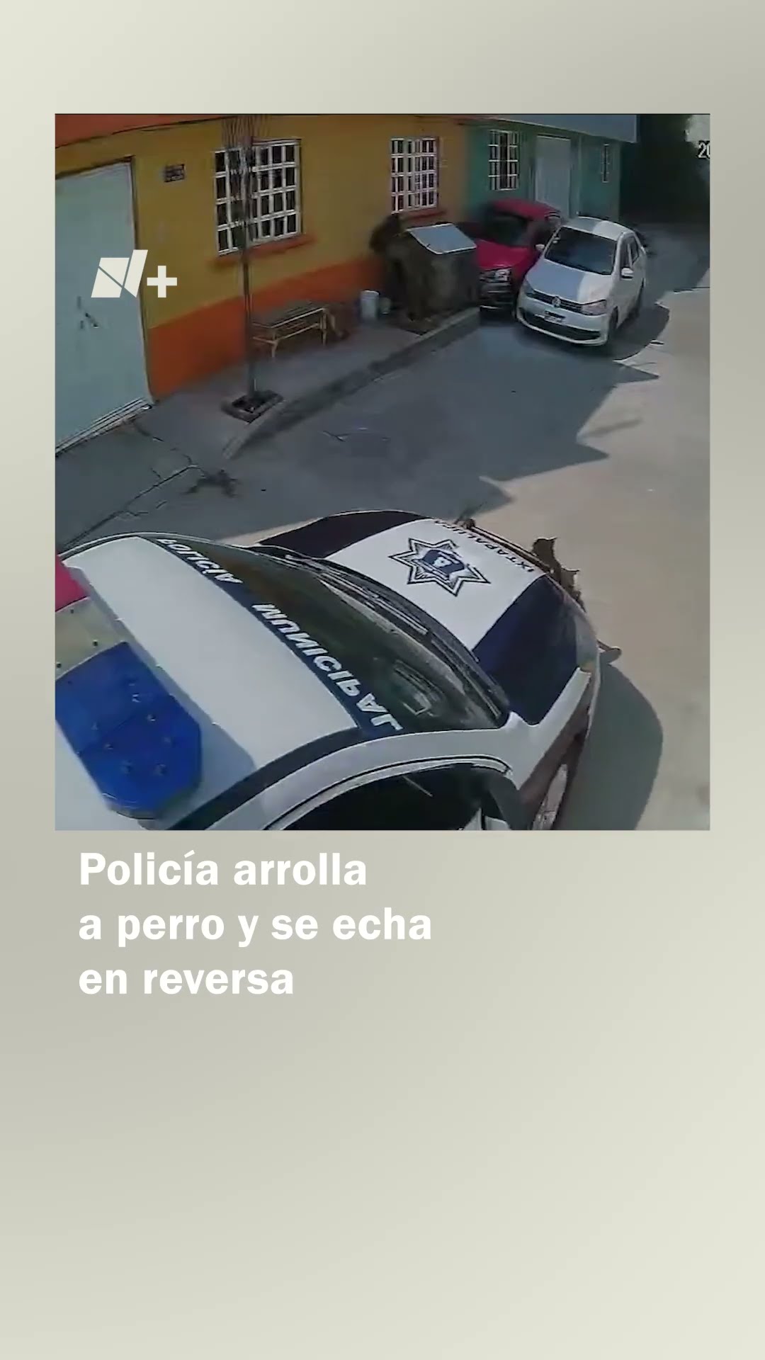 Policía arrolla a un perro y se echa de reversa #nmas #policia #edomex