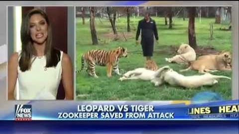 Tiger stops leopard from attacking zookeeper   Fox News Video