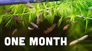 Are my baby bettas growing fast enough?