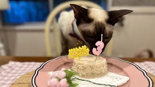 Siamese Cat Growing Up, Cerebrate 3 Years Old / Cat's Vlog by 俺はシャムだ。I am a Siamese cat. 701 views 10 months ago 4 minutes, 20 seconds