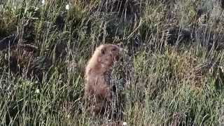Marmot on Alert