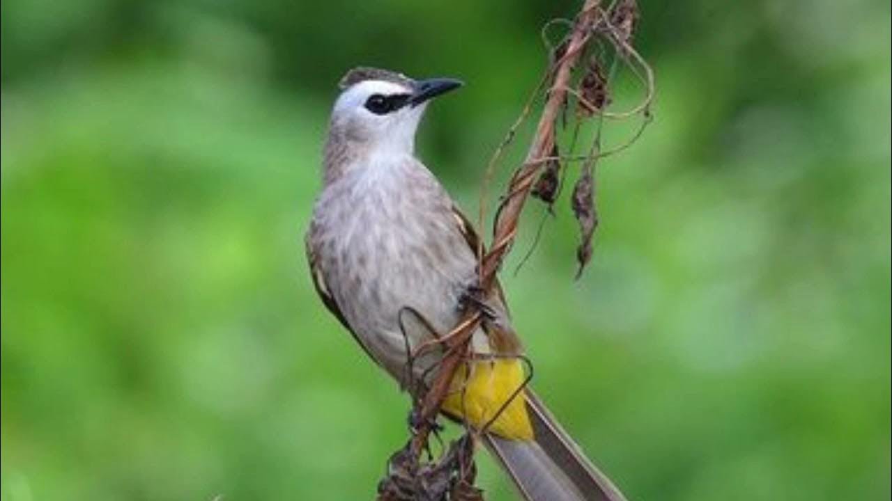 Tiếng chim trao trảo mồi chuẩn dùng đi bẫy | Chim trao trảo gọi bầy cực hay