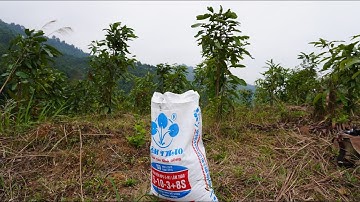 cách bón phân lân NPk cho cây quế  cây quế văn yên 3 năm tuổi