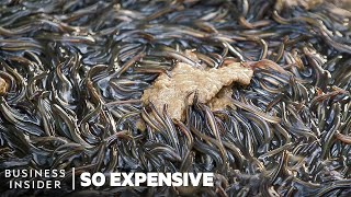 Why Japanese Eel Is So Expensive | So Expensive
