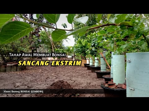 Video: Bonsai Torpağı Məlumatı və Necə Olmalı – Bonsai Torpağı Nədən ibarətdir