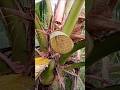 coconut wine making process