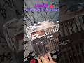 #makeupbrushes #brushset12 #beautyfinds #softbristles #makeuproutine#beautylover #dailyshorts#views