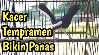 TERAPI PALING AMPUH BIKIN NGEPLONG KACER BAHAN SEKALIPUN LANGSUNG GACOR FULL EMOSI AWAS NGAMUK