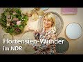 Hortensien Wunder im NDR