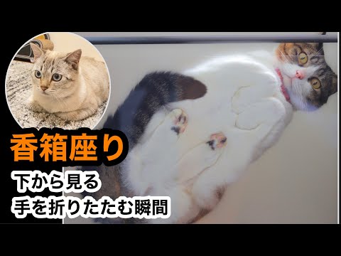 香箱座り】下から見る！猫が「お手手ないない」する瞬間 - YouTube