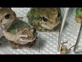 ブチ切れアマガエルに萎縮してエサを譲りあうカエルたち🥺 ＃Shorts