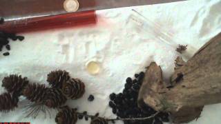 Myrmica Rubra - Ants Moving To A New Nest (Time Lapse)