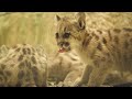 60 Seconds of Cute - Rescued Mountain Lion Cubs | San Diego Zoo Safari Park