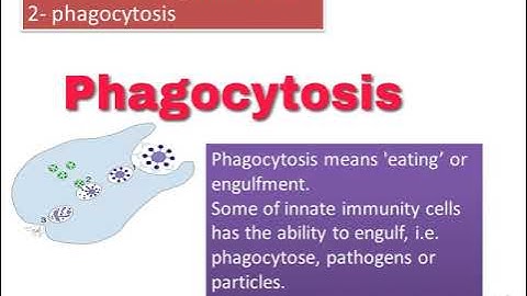 Innate Immunity (Lec Immunology 2)