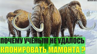 Почему учёным не удалось клонировать мамонта?