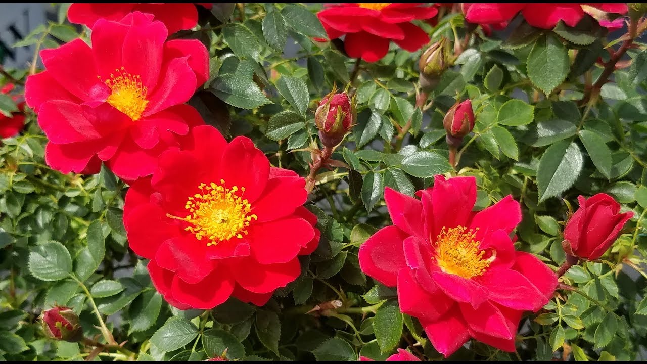 Best Roses - Oso Easy® Urban Legend® Landscape Rose