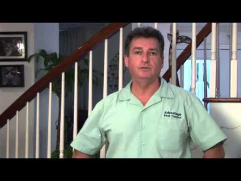 Pest Control How To Get Rid Of Fleas On Furniture Youtube