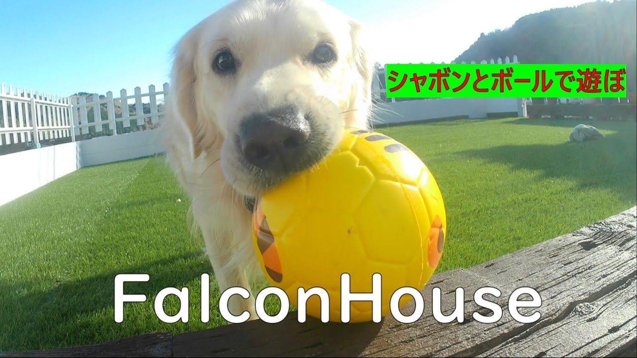 falcon house 英国ゴールデンレトリバー シャボンとボール YouTube