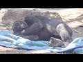 可愛い♪ 頑張って毛布を広げてベッドを作るキンタロウ⭐️ゴリラGorilla【京都市動物園】Kintaro can now make a bed out of blanket like his dad