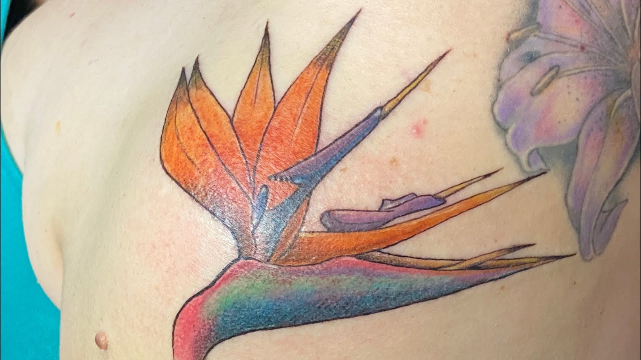 Illustrative bird of paradise tattoo on the back of the