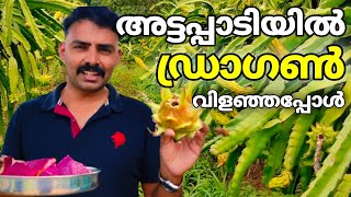 അട്ടപ്പാടിയിൽ ഡ്രാഗൻ വിളഞ്ഞപ്പോൾ / dragan fruit farm at attappadi palakkad kerala Malayalam vloge