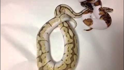 Lesser Bee Ball Python and Pie ball python