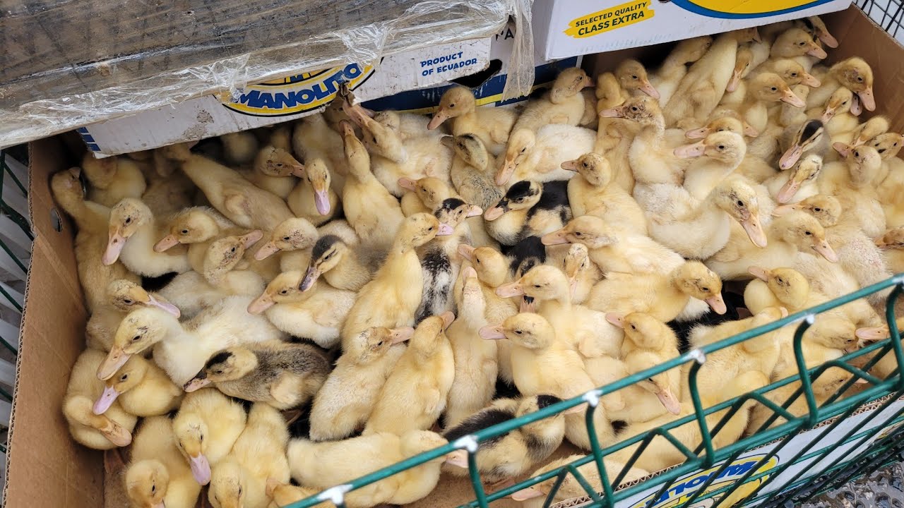 Tavuk pazarı 14 02 2026